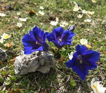 Gentiana