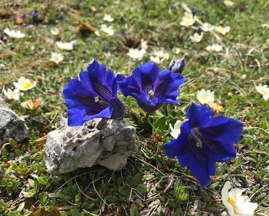 Gentiana