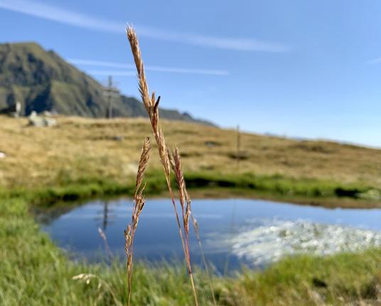 A mountain lake in summer